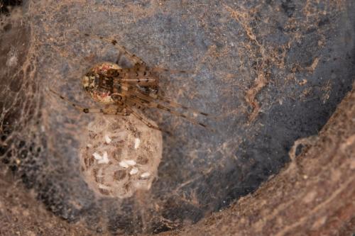 Platnickina tincta